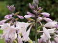 Funkia - HOSTA JUNE