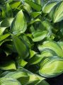 Funkia - HOSTA JUNE
