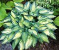Funkia - HOSTA JUNE