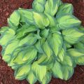 Funkia - HOSTA JUNE