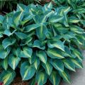 Funkia - HOSTA JUNE