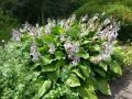 Funkia - Hosta KANTUNG