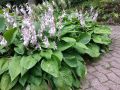 Funkia - Hosta KANTUNG