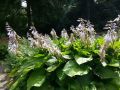 Hosta KANTUNG