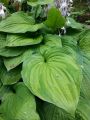 Hosta KANTUNG