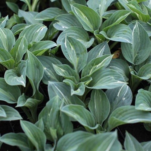 Hosta KIWI FULL MONTY