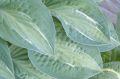 Funkia - Hosta KIWI FULL MONTY