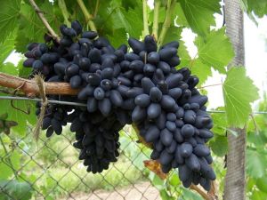 Tafeltraube KODRIANKA