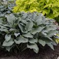 Funkia - HOSTA KROSSA REGAL