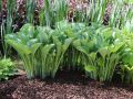 Funkia - HOSTA KROSSA REGAL