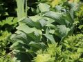Funkia - HOSTA KROSSA REGAL