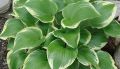 Funkia - HOSTA MEMORIES OF DOROTHY
