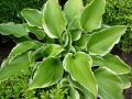 Funkia - HOSTA MEMORIES OF DOROTHY