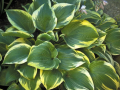 Funkia - HOSTA MEMORIES OF DOROTHY