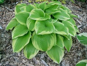 Hosta MEMORIES OF DOROTHY