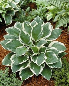 Hosta MINUTEMAN