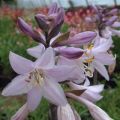 Funkia - HOSTA MINUTEMAN