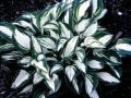 Funkia - HOSTA PANDORA'S BOX