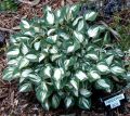 Funkia - HOSTA PANDORA'S BOX