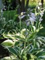 Funkia - HOSTA PATRIOT