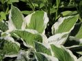 Funkia - HOSTA PATRIOT
