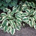 Funkia - HOSTA PATRIOT