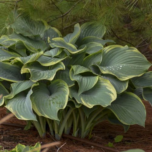 Hosta REGAL SPLENDOR