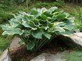 Funkia - HOSTA REGAL SPLENDOR 4-letnia