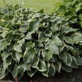 Funkia - HOSTA REGAL SPLENDOR 4-letnia