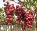 Winogrono Czerwone SWENSON RED