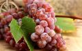 Winogrono Czerwone SWENSON RED