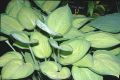 Funkia - HOSTA SHEILA WEST