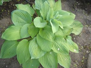 Hosta SHEILA WEST