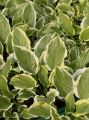 Funkia - HOSTA SO SWEET