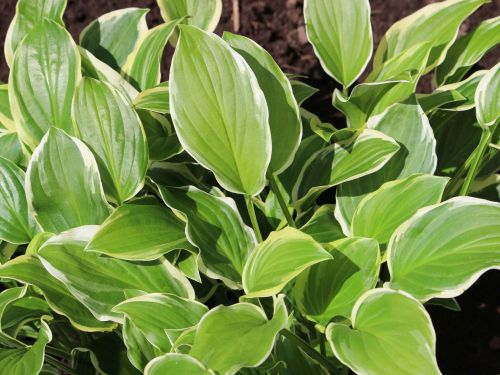 Hosta SO SWEET