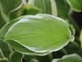 Funkia - HOSTA SO SWEET