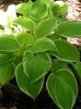 Funkia - HOSTA ST. ELMO'S FIRE 4-letnia