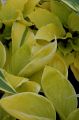 Funkia - HOSTA ST. ELMO'S FIRE 4-letnia
