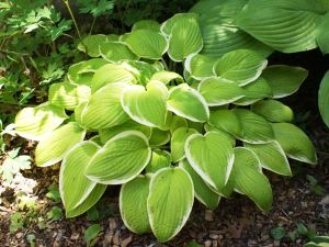 Hosta ST. ELMO'S FIRE 
