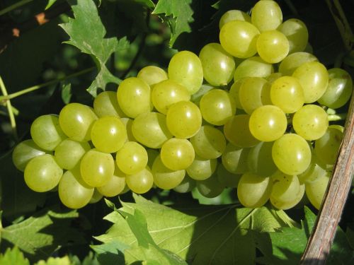 Kernlose Weinrebe LAKEMONT