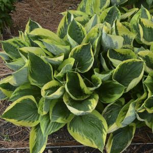 Hosta TWILIGHT