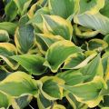 Funkia - HOSTA TWILIGHT