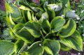 Funkia - HOSTA TWILIGHT