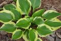 Funkia - HOSTA TWILIGHT