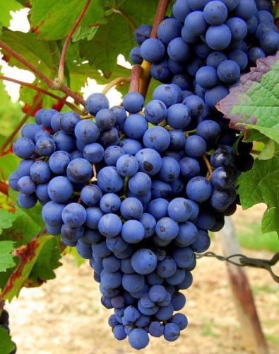 Blaue Weinrebe ALDEN