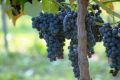 Winogrono Granatowe ALDEN
