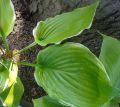 Funkia - HOSTA WINTER SNOW