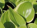Funkia - HOSTA WINTER SNOW