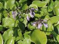 Funkia - HOSTA WINTER SNOW