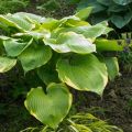 Funkia - HOSTA WINTER SNOW